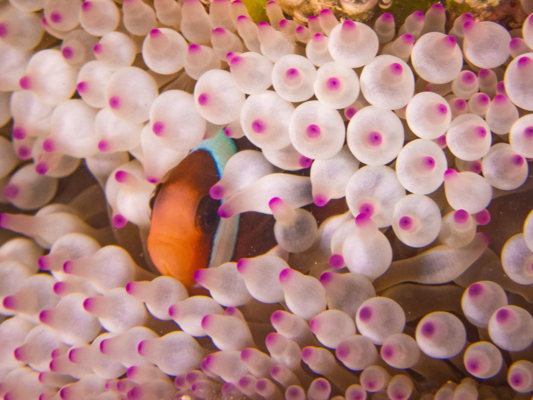 clownfish